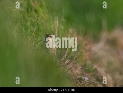 Eine Skylark (Alauda arvensis) mit gestreiftem Gefieder und Wappen. Auf einer Grasbank am Rande eines landwirtschaftlichen Feldes sitzen. Suffolk, Großbritannien. Stockfoto