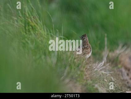 Eine Skylark (Alauda arvensis) mit gestreiftem Gefieder und Wappen. Auf einer Grasbank am Rande eines landwirtschaftlichen Feldes sitzen. Suffolk, Großbritannien. Stockfoto