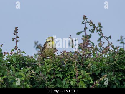 Ein männlicher Yellowhammer ( Emberiza citrinella) in hellem Zuchtgefieder auf einem Ahorn. Sommer . Suffolk UK Stockfoto