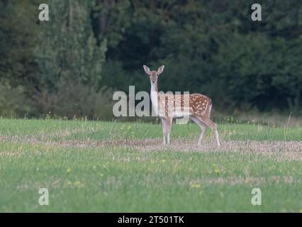 Ein helles Weibchen ( Dama dama ) , wachstehend , auf die Kamera blickend schönes geflecktes Fell . Suffolk, Großbritannien Stockfoto