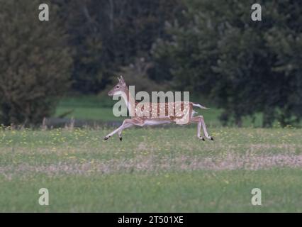 Ein helles, fleckiges Damhirschweibchen, das über ein Feld sprintet und ihre Kraft und Fitness in einem atemberaubenden Action-Shot zeigt . Suffolk, Großbritannien Stockfoto