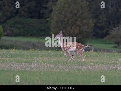 Ein helles, fleckiges Damhirschweibchen, das über ein Feld sprintet und ihre Kraft und Fitness in einem atemberaubenden Action-Shot zeigt . Suffolk, Großbritannien Stockfoto