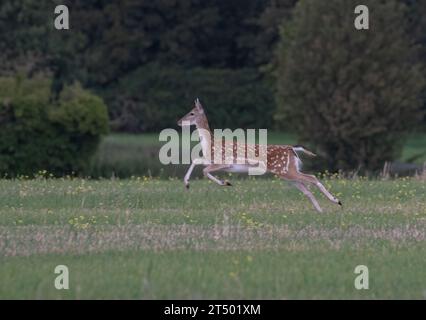 Ein helles, fleckiges Damhirschweibchen, das über ein Feld sprintet und ihre Kraft und Fitness in einem atemberaubenden Action-Shot zeigt . Suffolk, Großbritannien Stockfoto