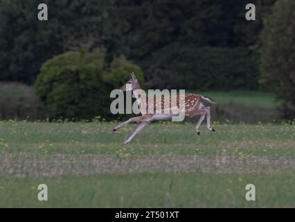 Ein helles, fleckiges Damhirschweibchen, das über ein Feld sprintet und ihre Kraft und Fitness in einem atemberaubenden Action-Shot zeigt . Suffolk, Großbritannien Stockfoto