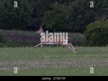 Ein helles, fleckiges Damhirschweibchen, das über ein Feld sprintet und ihre Kraft und Fitness in einem atemberaubenden Action-Shot zeigt . Suffolk, Großbritannien Stockfoto