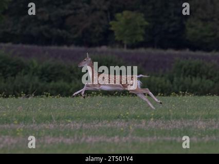 Ein helles, fleckiges Damhirschweibchen, das über ein Feld sprintet und ihre Kraft und Fitness in einem atemberaubenden Action-Shot zeigt . Suffolk, Großbritannien Stockfoto