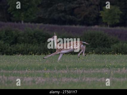 Ein helles, fleckiges Damhirschweibchen, das über ein Feld sprintet und ihre Kraft und Fitness in einem atemberaubenden Action-Shot zeigt . Suffolk, Großbritannien Stockfoto