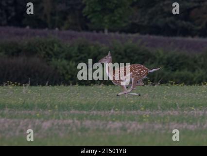 Ein helles, fleckiges Damhirschweibchen, das über ein Feld sprintet und ihre Kraft und Fitness in einem atemberaubenden Action-Shot zeigt . Suffolk, Großbritannien Stockfoto