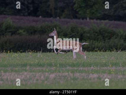 Ein helles, fleckiges Damhirschweibchen, das über ein Feld sprintet und ihre Kraft und Fitness in einem atemberaubenden Action-Shot zeigt . Suffolk, Großbritannien Stockfoto