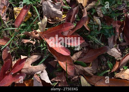 Eine Mischung aus Herbstblättern in einer Vielzahl von Farben und Formen bildet einen mehrfarbigen Herbsthintergrund. Stockfoto