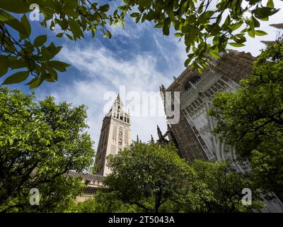 Glockenturm La Giralda der Kathedrale von Sevilla Weitwinkelaufnahmen vom Patio de los Naranjos (Innenhof der Orangenbäume) in Sevilla, Andalusien Stockfoto