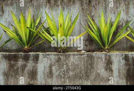 Grauer Betonwandhintergrund mit einem hellgrünen Pflanzenbüsche. Gartenbau- und ökologisches Konzeptbild Stockfoto