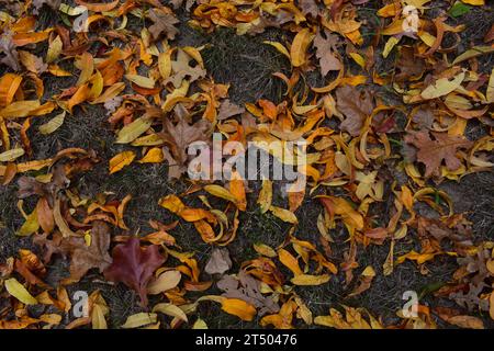 Blick auf eine Schicht gefallener Herbstblätter, meist Pfirsichblätter mit ein paar Eichenblättern. Stockfoto