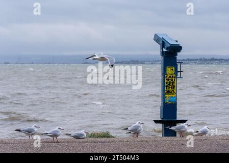 Southend on Sea, Essex, Großbritannien. November 2023. Starke Winde und heftiger Regen haben die Mündungsstadt Southend am Meer der Themse getroffen, als Sturm Ciarán durch Südengland reist. Seevögel schützen an Land Stockfoto