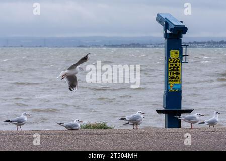 Southend on Sea, Essex, Großbritannien. November 2023. Starke Winde und heftiger Regen haben die Mündungsstadt Southend am Meer der Themse getroffen, als Sturm Ciarán durch Südengland reist. Seevögel schützen an Land Stockfoto