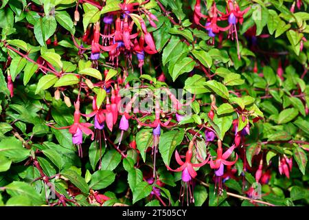 Fuchsien in Blüte mit roten und violetten Blüten Stockfoto