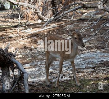 Ein süßes Hirschbaby. Nahaufnahme eines jungen Damhirsches im Wald Stockfoto