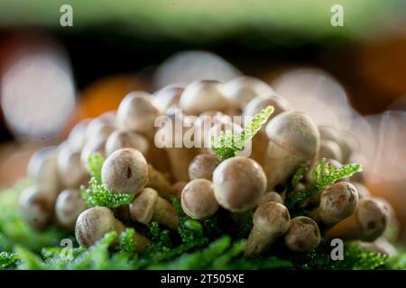 Schöne Nahaufnahme von Waldpilzen in Moos, Herbstsaison. Kleine frische Pilze, die im Herbstwald wachsen. Pilze und Blätter im Wald. Mushroo Stockfoto