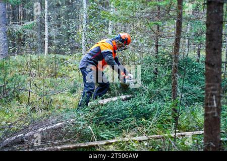 Ein reifer Mann mit Schutzkleidung und Schutzbrille, der eine Motorsäge bedient, um einen großen Baum in einem bewaldeten Gebiet zu Fällen Stockfoto