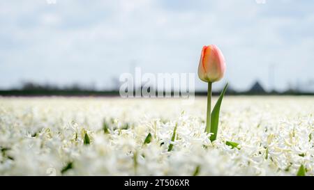 Blumenzwiebeln in der niederländischen Landschaft mit blühenden Frühlingsblumen wie Tulpen, Hyazinthen und Narzissen Stockfoto