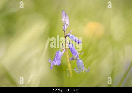Wilde Blumen Glocken oder lilafarbene Glockenblumen auf einem violetten Hintergrund der Sommerwiesen Stockfoto