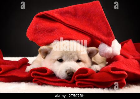 Weißer Shiba-inu-Welpe mit rotem Weihnachtsmann-Hut auf dunklem Hintergrund. Grußkarte Stockfoto