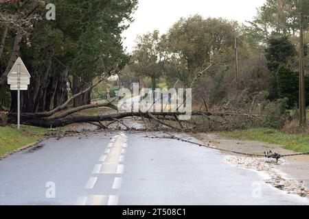 Carnac, Frankreich. November 2023. Gefallener Baum, der die Straße in Carnac, Westfrankreich, am 2. November 2023 blockiert, als der Sturm Ciaran die Region trifft. Der Sturm Ciaran traf Nordfrankreich mit Rekordwinden von fast 200 km/h und tötete einen LKW-Fahrer, da Südengland am 2. November 2023 in hoher Alarmbereitschaft blieb und Eisenbahnunternehmen in mehreren Ländern vor Verkehrsstörungen warnten. Rund 1,2 Millionen Haushalte verloren über Nacht Strom, als der Sturm Frankreich die Nordwestküste verwüstete und Bäume aus dem Boden riss. Foto: Raphael Lafargue/ABACAPRESS.COM Credit: Abaca Press/Alamy Live News Stockfoto