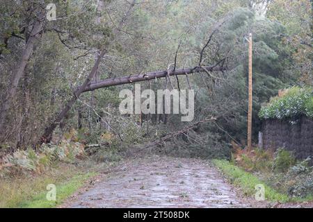 Erdeven, Frankreich. November 2023. Gefallener Baum blockierte die Straße in Erdeven, Westfrankreich, am 2. November 2023, als der Sturm Ciaran die Region traf. Der Sturm Ciaran traf Nordfrankreich mit Rekordwinden von fast 200 km/h und tötete einen LKW-Fahrer, da Südengland am 2. November 2023 in hoher Alarmbereitschaft blieb und Eisenbahnunternehmen in mehreren Ländern vor Verkehrsstörungen warnten. Rund 1,2 Millionen Haushalte verloren über Nacht Strom, als der Sturm Frankreich die Nordwestküste verwüstete und Bäume aus dem Boden riss. Foto: Raphael Lafargue/ABACAPRESS.COM Credit: Abaca Press/Alamy Live News Stockfoto