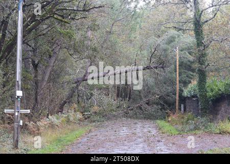 Erdeven, Frankreich. November 2023. Gefallener Baum blockierte die Straße in Erdeven, Westfrankreich, am 2. November 2023, als der Sturm Ciaran die Region traf. Der Sturm Ciaran traf Nordfrankreich mit Rekordwinden von fast 200 km/h und tötete einen LKW-Fahrer, da Südengland am 2. November 2023 in hoher Alarmbereitschaft blieb und Eisenbahnunternehmen in mehreren Ländern vor Verkehrsstörungen warnten. Rund 1,2 Millionen Haushalte verloren über Nacht Strom, als der Sturm Frankreich die Nordwestküste verwüstete und Bäume aus dem Boden riss. Foto: Raphael Lafargue/ABACAPRESS.COM Credit: Abaca Press/Alamy Live News Stockfoto