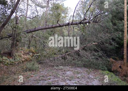 Erdeven, Frankreich. November 2023. Gefallener Baum blockierte die Straße in Erdeven, Westfrankreich, am 2. November 2023, als der Sturm Ciaran die Region traf. Der Sturm Ciaran traf Nordfrankreich mit Rekordwinden von fast 200 km/h und tötete einen LKW-Fahrer, da Südengland am 2. November 2023 in hoher Alarmbereitschaft blieb und Eisenbahnunternehmen in mehreren Ländern vor Verkehrsstörungen warnten. Rund 1,2 Millionen Haushalte verloren über Nacht Strom, als der Sturm Frankreich die Nordwestküste verwüstete und Bäume aus dem Boden riss. Foto: Raphael Lafargue/ABACAPRESS.COM Credit: Abaca Press/Alamy Live News Stockfoto