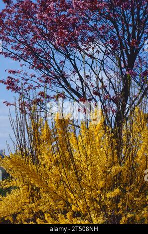 Forsythia x intermedia 'Lynwood' & Prunus sargentii Stockfoto