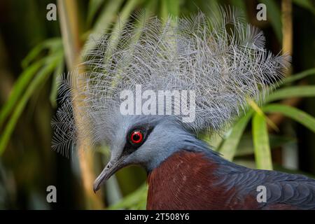 Victoria gekrönte Taube - Goura victoria, Porträt der wunderschönen gekrönten Taube aus Papua-Neuguinea-Wäldern und Wäldern. Stockfoto