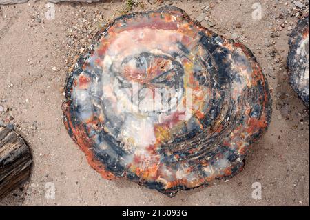 Versteinertes Holz. Die ursprünglichen organischen Materialien dieses Stammes wurden durch Opal ersetzt. Dieses Foto wurde im Petrified Forest National Park in Arizo aufgenommen Stockfoto
