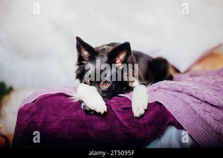 Fröhlicher Border Collie: Weihnachten und Neujahr mit Dekorationen feiern Stockfoto