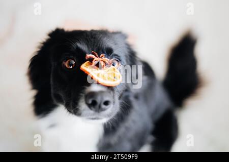 Border Collie Dog hält trockene Zitrusscheiben auf der Nase Stockfoto