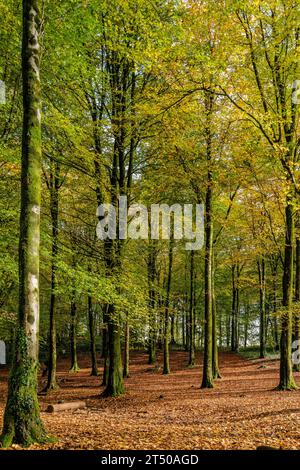 Herbstlicher Wald in Wales. Verbinden. Jahreszeiten. Herbst, Herbst. Gesundheit. Übung. Lifestyle. Blätter. Wald, Glühen. Stockfoto