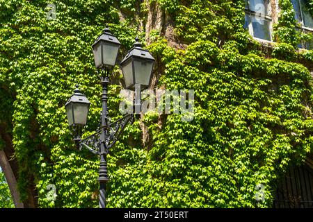 Alte klassische Straßenlaternen vor einer grünen Efeuwand in Budapest Stockfoto