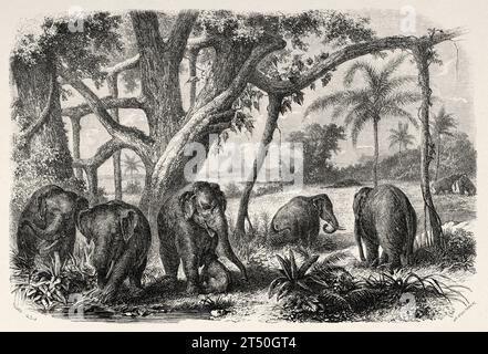 Elefantenherde in Sri Lanka, Südindien, Indischem Ozean. Alter Stich aus dem 19. Jahrhundert aus Le Tour du Monde 1860 Stockfoto