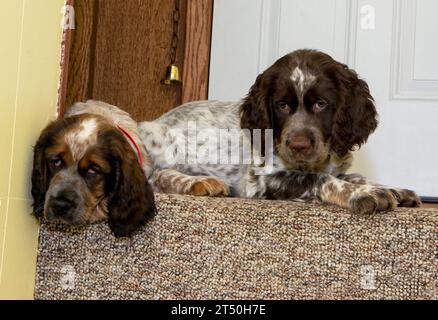 Zwei junge roan-farbige Springer-Spaniel-Welpen, die die Treppe hinunterschauen Stockfoto