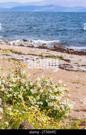 Sea Mayweed (Tripleurospermum maritimum) wächst an einem Strand auf der Kintyre-Halbinsel, Schottland, Großbritannien Stockfoto