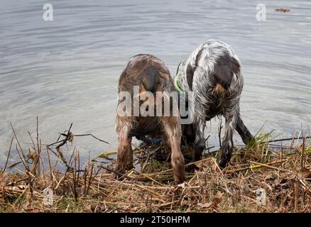 Zwei junge roan farbige Springer Spaniel Schwester, die aus einem nördlichen Minnesota See trinkt Stockfoto