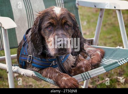 Junger roan farbiger Springer Spaniel Hund, der süß auf einem Rasenstuhl aussieht Stockfoto