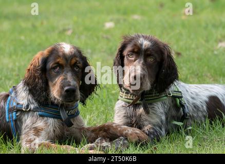 Zwei junge roan-farbige Springer-Spaniel-Schwestern, die im Gras liegen Stockfoto