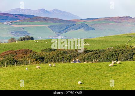 Abendsonne auf Schafen, die über dem Weiler High Lossit in der Nähe von Machrihanish auf der Kintyre Peninsula, Argyll & Bute, Schottland, Großbritannien, grasen Stockfoto