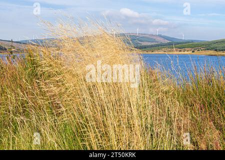 Hohe Gräser, die neben Loch Lussa im Wind wehen, mit einem Windpark im Hintergrund auf der Kintyre Peninsula, Argyll & Bute, Schottland, Großbritannien Stockfoto