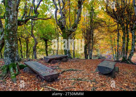 Wald mit den hellen Farben des Herbstes Stockfoto