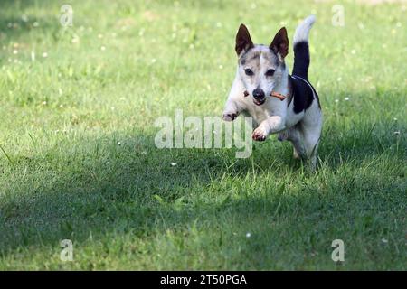 23.08.2023, Roedinghausen, Nordrhein-Westfalen, Deutschland - Jack Russell Terrier apportiert einen Knochen. Gestuet Auenquelle. Apportieren, aussen, Aussenaufnahme, bewegen, Bewegung, deutsch, Deutschland, domestiziert, Doppelseite, Einzeltier, Europa, europaeisch, Fauna, Haltung, Haushund, Haustier, Haustierhaltung, Heimtier, Hund, Hundehaltung, Hundeleben, Hunderasse, Hundespiel, Hundeverhalten, Jack Russell, Jack Russell Terrier, Jagdtrieb, Jahreszeit, Knochen, Natur, niemand, Nordrhein-Westfalen, QF, Querformat, Rassehund, Reinrassig, rennend, rennt, Roedinghausen, Sommer, Spiel, Spiel, springe Stockfoto