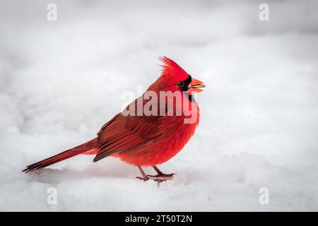 Roter männlicher Kardinal hockte auf dem mit Schnee bedeckten Deck auf der Suche nach Vogelsamen und fütterte Vögel im Winter Stockfoto