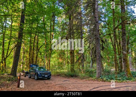 Alte Bäume über dem Campingplatz im Beaver Campground, Gifford Pinchot National Forest, in der Nähe der Gemeinde Stabler, Bundesstaat Washington, USA Stockfoto