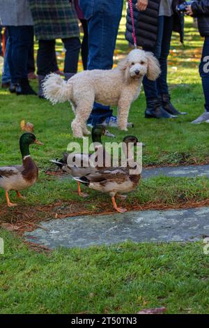 Am Gedenksonntag auf einem Kirchhof in Suffolk beobachtet ein weißer französischer Pudel drei Mallard-Enten, die vorbeigehen. Stockfoto